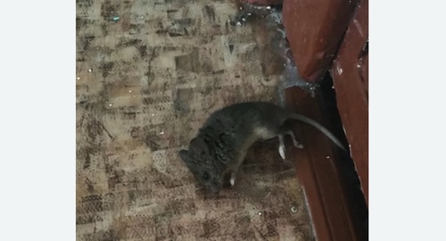 Дезинфекция от мышей в Дубне
